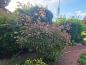 Preview: Abelia grandiflora Edward Goucher, Abelia Edward Goucher