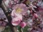 Preview: Frühe Zierkirsche Accolade - rosa Blüte in Nahaufnahme