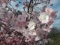 Preview: Halbgefüllte Blüten - Frühlingskirsche Accolade