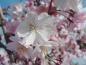 Preview: Prunus subhirtella Accolade - rosa Blüten