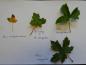 Preview: Blätter des Feldahorns (Acer campestre), des Französischen Ahorns (Acer monspessulanum) und des Dreispitzahorns (Acer buergerianum)
