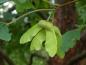 Preview: Frucht von Acer griseum
