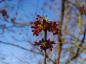 Preview: Rote Blüte des Eschenahorns
