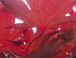 Preview: Roter Fächerblattahorn - herrliche rote Blattfärbung