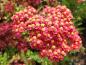 Preview: .Achillea millefolium Paprika