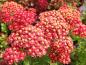 Preview: .Achillea millefolium Paprika