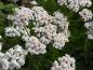 Preview: .Achillea millefolium White Beauty