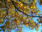 Preview: Die Scharlachkastanie (Aesculus carnea Briotii) färbt sich im Herbst gelb.