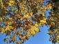 Preview: Gelbe Herbstfärbung der Scharlachkastanie
