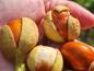 Preview: Hellbraune Kastanien der Aesculus parviflora