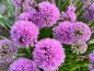 Preview: Die violetten Blüten des Zierlauch Millenium werden gerne von Hummeln besucht.