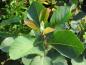Preview: Amelanchier alnifolia Northline