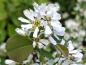Preview: Berghäggmispel Helvetica, Amelanchier ovalis Helvetica
