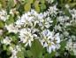 Preview: Berghäggmispel Helvetica, Amelanchier ovalis Helvetica