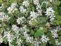 Preview: Berghäggmispel Helvetica, Amelanchier ovalis Helvetica