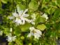 Preview: Cusicki-Felsenbirne mit weißen Blüten