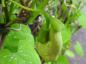 Preview: Aristolochia manshuriensis