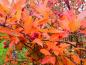Preview: Herbstlaub der Aronia arbutifolia