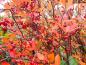 Preview: Aronia arbutifolia