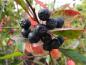 Preview: Reife Beeren und rotes Herbstlaub der Apfelbeere