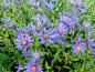 Preview: .Aster amellus Blue King