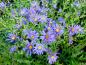 Preview: .Aster amellus Blue King