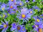 Preview: .Aster amellus Blue King