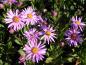 Preview: Sommer-Aster Rosa Erfüllung in Blüte
