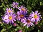 Preview: .Aster amellus Rosa Erfüllung