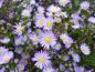 Preview: Ljungaster Blue Wonder, Aster ericoides Blue Wonder