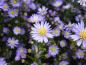 Preview: Ljungaster Blue Wonder, Aster ericoides Blue Wonder