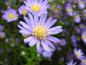 Preview: Ljungaster Blue Wonder, Aster ericoides Blue Wonder