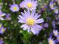 Preview: Ljungaster Blue Wonder, Aster ericoides Blue Wonder