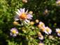 Preview: Ljungaster Lovely, Aster ericoides Lovely