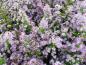 Preview: Ljungaster Lovely, Aster ericoides Lovely