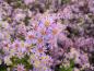 Preview: Ljungaster Lovely, Aster ericoides Lovely