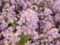 Preview: Ljungaster Lovely, Aster ericoides Lovely