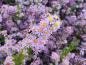 Preview: Ljungaster Lovely, Aster ericoides Lovely