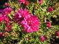 Preview: Höstaster Royal Ruby, Aster novi-belgii Royal Ruby