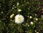Preview: Höstaster White Ladies, Aster novi-belgii White Ladies
