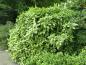 Preview: Aucuba japonica Variegata