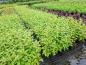 Preview: Rysk kornell Baton Rouge, Cornus alba Baton Rouge