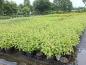 Preview: Rysk kornell Baton Rouge, Cornus alba Baton Rouge