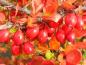 Preview: Rote Beeren und orange Herbstfärbung der Heckenberberitze
