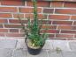 Preview: Berberitze Microphylla - Verkaufsware