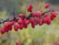 Preview: Rote Früchte der Heckenberberitze im November