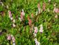Preview: .Bistorta affinis Dimity
