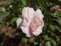 Preview: Gefüllte Blüte der Rose Bonica 82