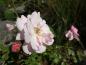 Preview: Pinke Knospe und zartrosa Blüte der Rosa Bonica 82
