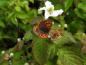 Preview: Auch Schmetterlinge mögen die Brombeere Coolaris® Patio Black